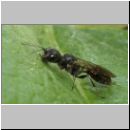 Pemphredon sp Grabwespe 01b 9mm auf Cynara scolymus.jpg